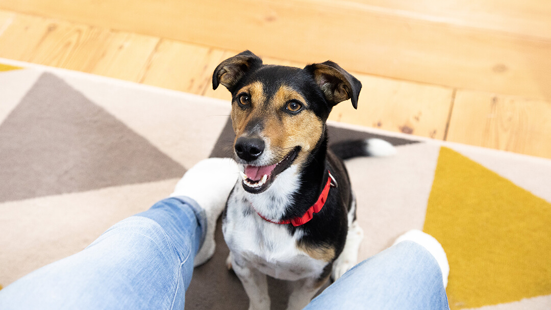 Scheinschwangerschaft Hund PURINA Scheinschwangerschaft Hund PURINA